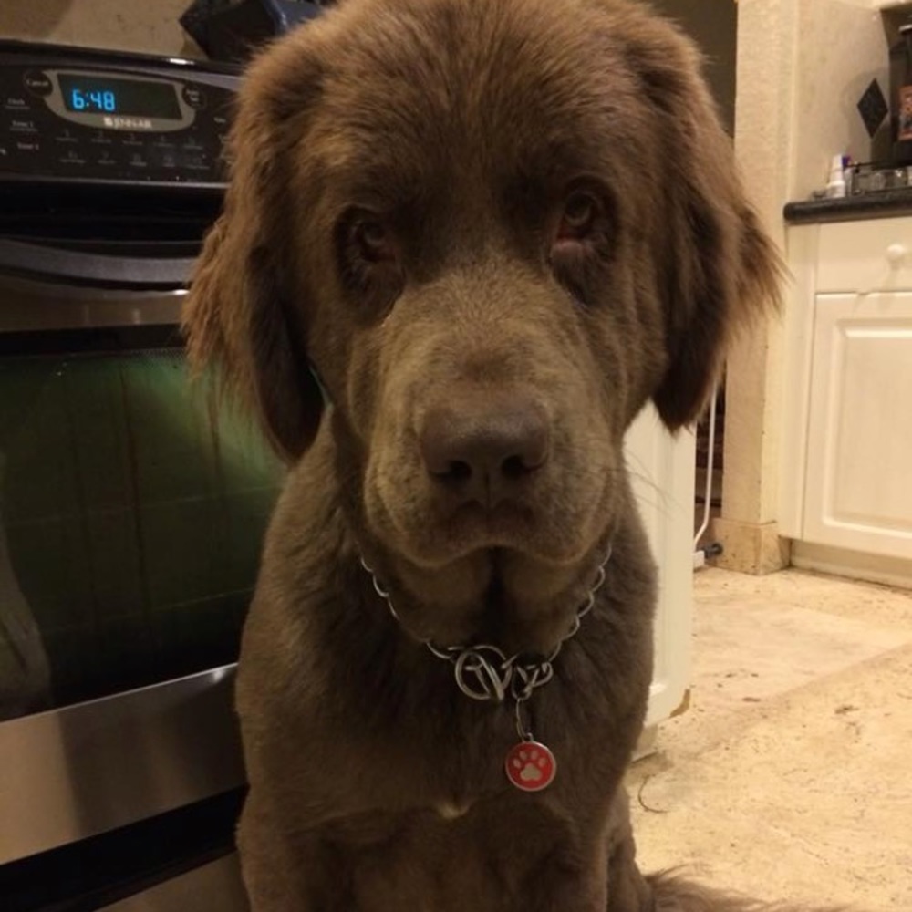 Meet your Posher, Shelby